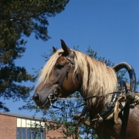 Picture of Finnish Horse in harness, head study