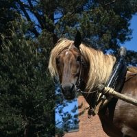 Picture of Finnish Horse in harness head and shoulders