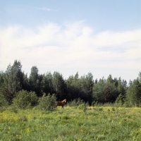 Picture of Finnish Horse in the distance, at YpÃ¤jÃ¤
