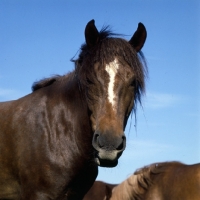 Picture of Finnish Horse looking at camera  at YpÃ¤jÃ¤