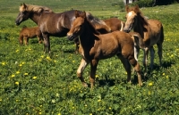 Picture of Finnish Horse mares and foals in field