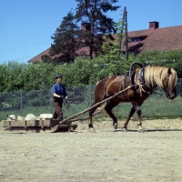 Picture of Finnish Horse pulling sledge of stones at YpÃ¤jÃ¤