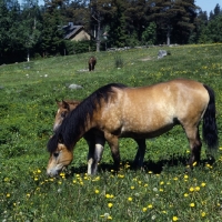 Picture of Finnish Horse with little foal