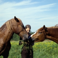 Picture of Finnish Horses taking grass from girl at YpÃ¤jÃ¤