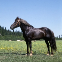 Picture of Finnish Horse