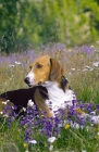 Picture of finnish hound amongst flowers