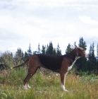 Picture of Finnish Hound in Scandinavian Forest
