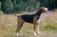 Picture of finnish hound in wild flowers