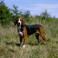 Picture of finnish hound standing in countryside