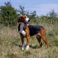 Picture of finnish hound standing in countryside