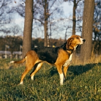 Picture of finnish hound standing in woods