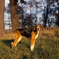 Picture of finnish hound standing in woods