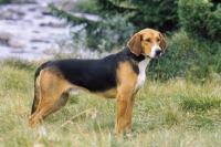 Picture of Finnish hound standing on grass