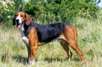 Picture of finnish hound