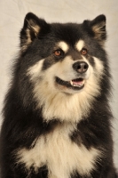 Picture of Finnish Lapphund head study