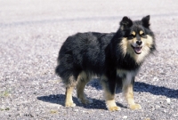 Picture of Finnish Lapphund, Suomenlapinkoira on gravel