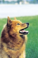 Picture of Finnish Spitz looking up