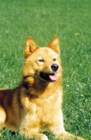 Picture of Finnish Spitz lying down on grass