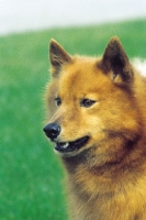 Picture of Finnish Spitz portrait