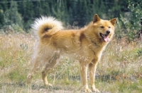 Picture of Finnish Spitz, side view