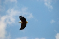 Picture of fish eagle flying high in the sky