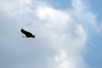 Picture of fish eagle flying