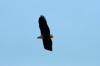 Picture of fish eagle soaring in the sky