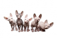 Picture of five 10 week old Sphynx kitten