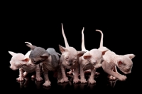 Picture of five 4 week old Sphynx kittens