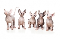 Picture of five 7 week old Sphynx kittens
