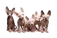 Picture of five 9 week old Sphynx kittens