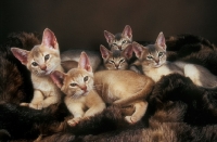 Picture of five Abyssinian kittens on a blanket