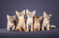 Picture of five Abyssinian kittens