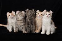 Picture of five American Curl kittens in a row