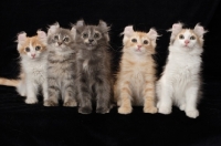 Picture of five American Curl kittens