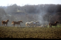 Picture of five arab mares in a field in winter