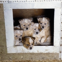 Picture of five australian cattle dog pups