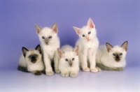 Picture of five Balinese kittens