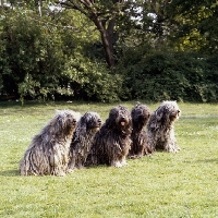 Picture of five bergamasco sitting on grass