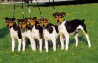 Picture of five Brazilian Terriers on lead