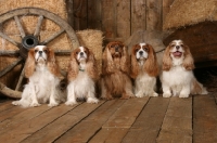 Picture of five Cavalier King Charles Spaniels in a barn