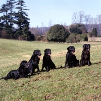 Picture of five champion flatcoated retrievers awaiting instructions.