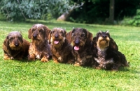 Picture of five champion miniature wire haired dachshunds 