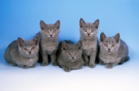 Picture of five Chartreux kitten
