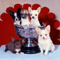 Picture of five chihuahua puppies long coat, smooth coat, with mexican background in trophy