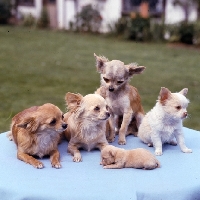 Picture of five chihuahua puppies, long coat, all of different ages 