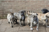 Picture of five Cimarron Uruquayo puppies on pavement