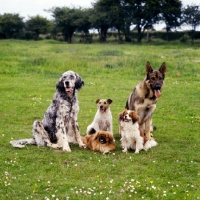 Picture of five dogs together