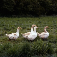 Picture of five domestic geese