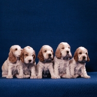Picture of five english cocker spaniel puppies sitting
